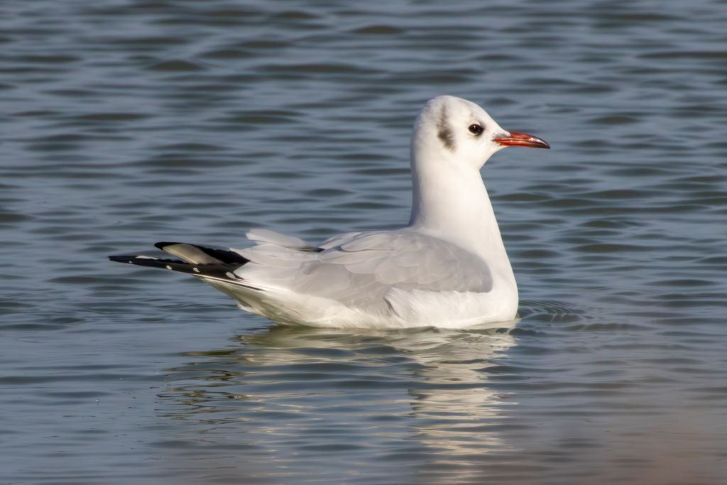 Black-headed Gull image 3